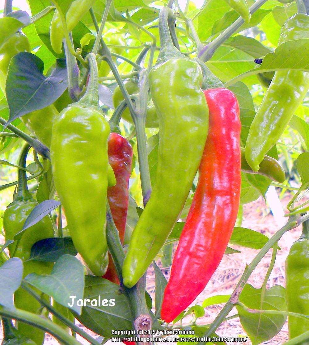Photo of Hot Pepper (Capsicum annuum 'Jarales') uploaded by DanCarmona