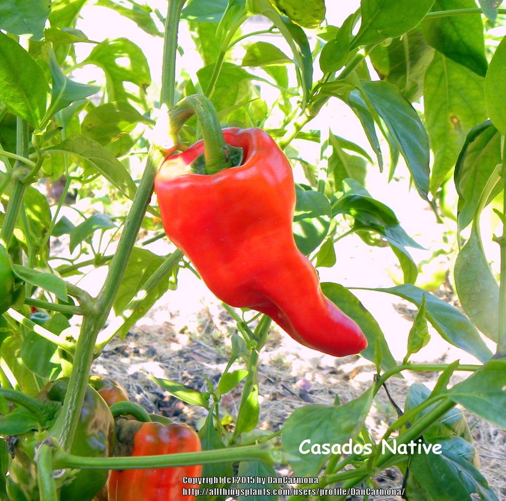 Photo of Hot Pepper (Capsicum annuum 'Casados Native') uploaded by DanCarmona