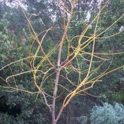 
Date: 12/18/15
Yellow twigs in Winter
