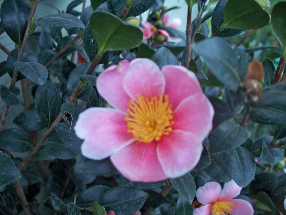 Photo of Camellia (Camellia sasanqua Pink-A-Boo®) uploaded by LlamaLlori