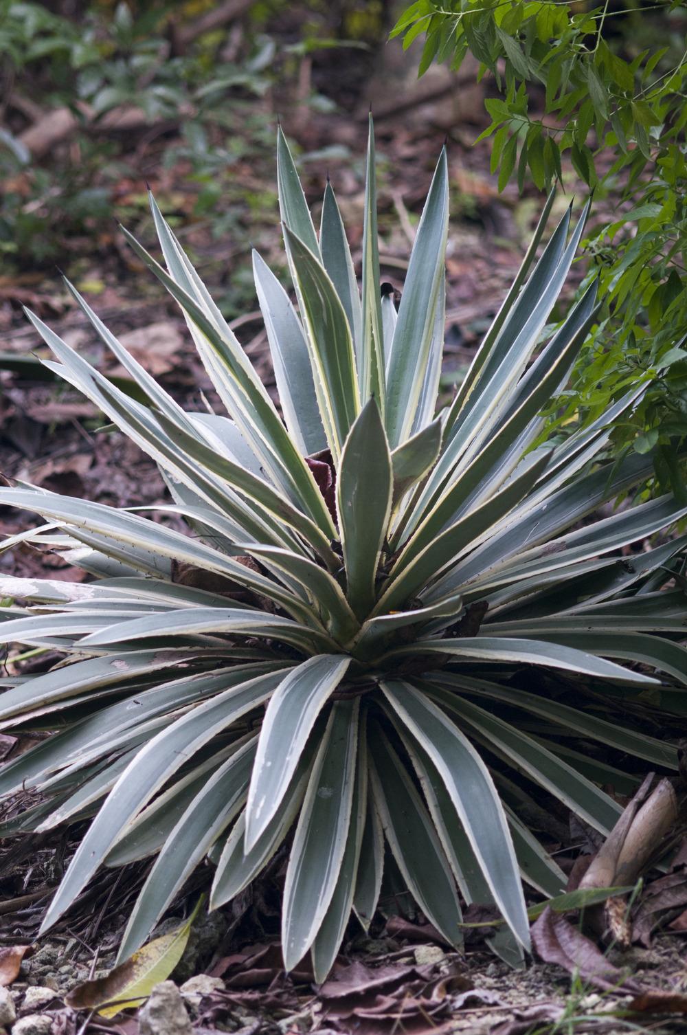 Photo of Caribbean Agave (Agave angustifolia var. angustifolia) uploaded by cliftoncat