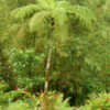 West Indian Tree Fern