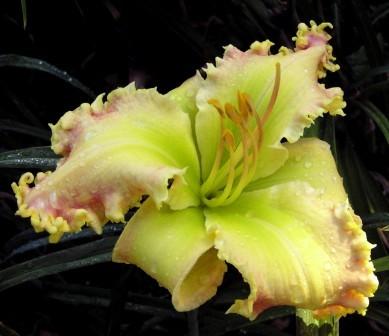 Photo of Daylily (Hemerocallis 'Zelena du Nord') uploaded by danielmatton