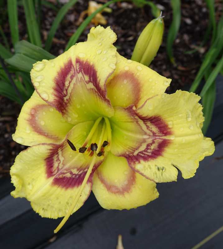 Photo of Daylily (Hemerocallis 'Four Beasts in One') uploaded by Calif_Sue