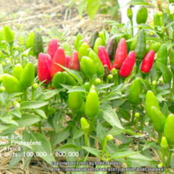 Location: Zone 5 Indiana
Date: 2015-11-24
Zimbabwe Bird  Some peppers taken by Europeans from South Ameri