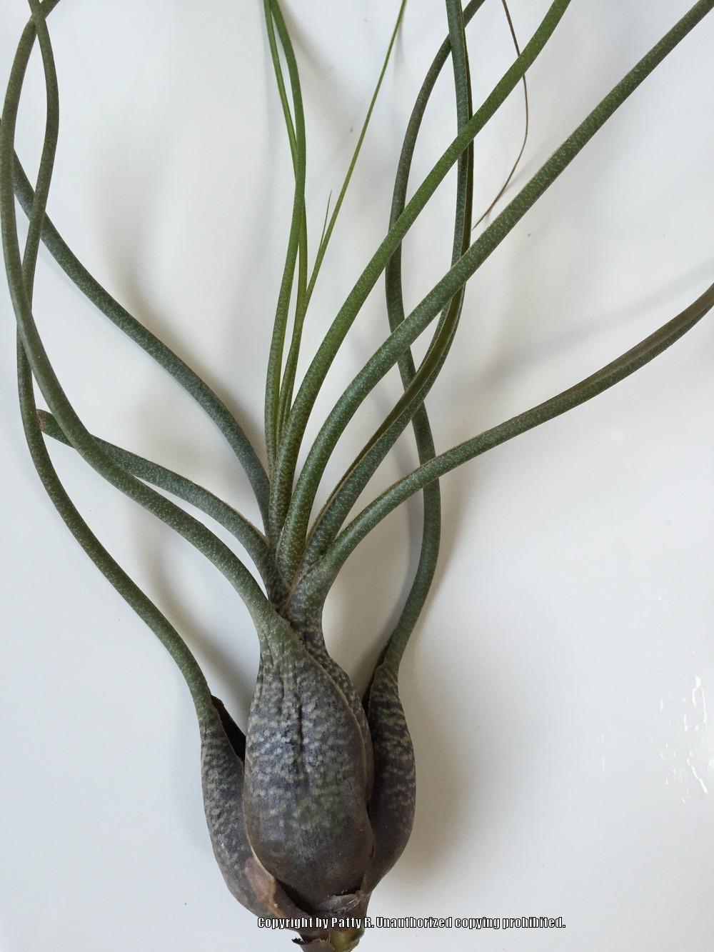 Photo of Air Plant (Tillandsia butzii) uploaded by Patty