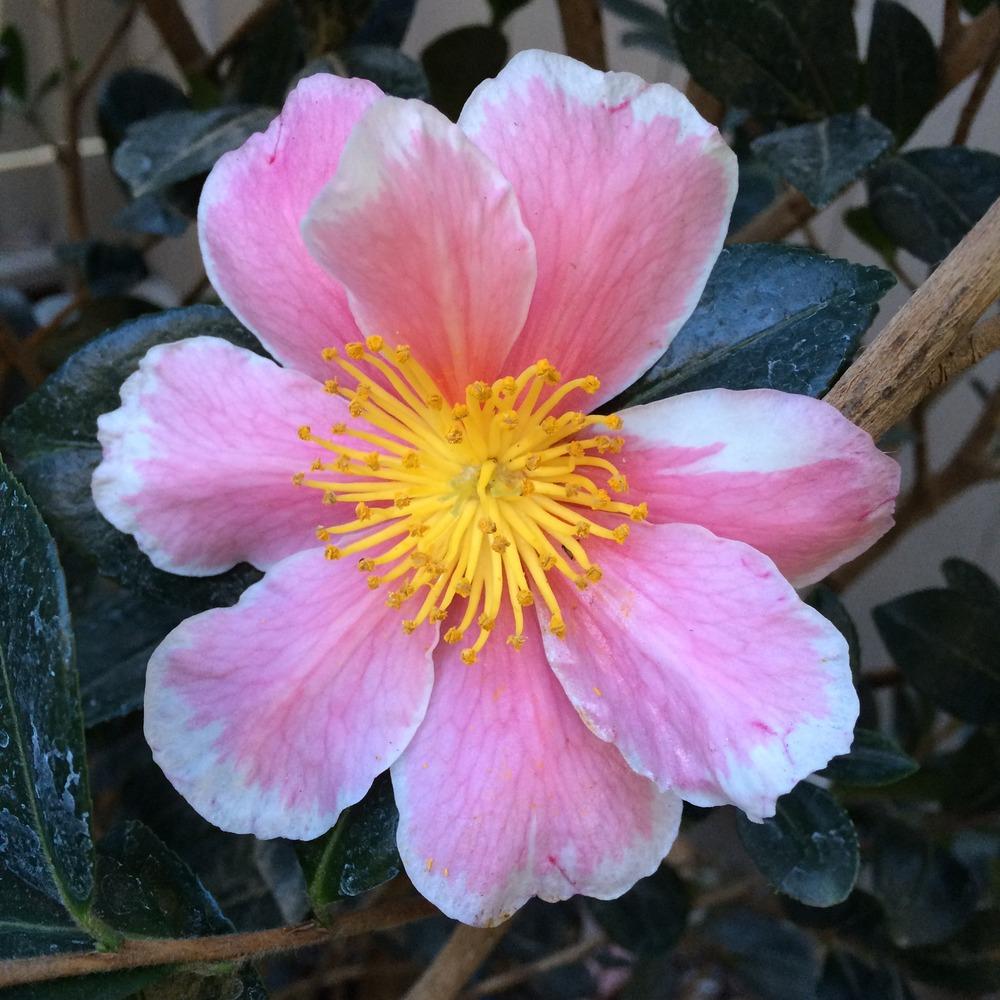 Photo of Camellia (Camellia sasanqua Pink-A-Boo®) uploaded by fiat