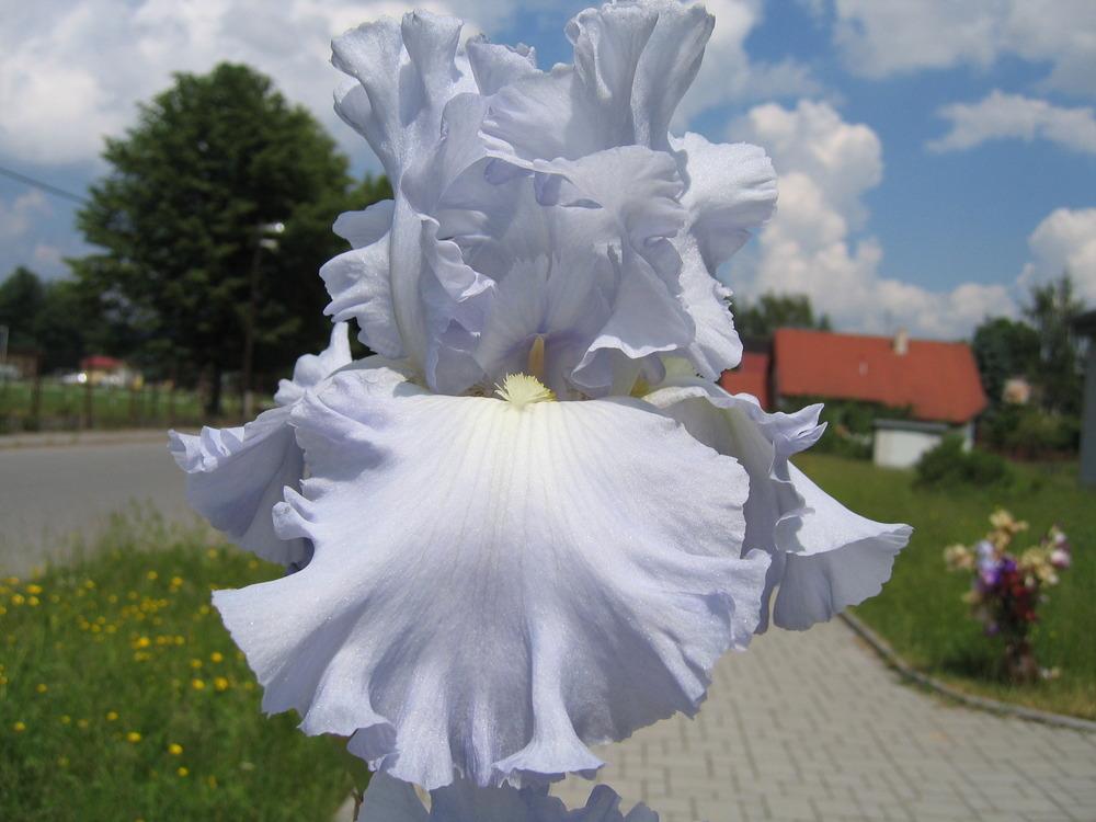 Photo of Tall Bearded Iris (Iris 'Scandia Delight') uploaded by Caseypaul