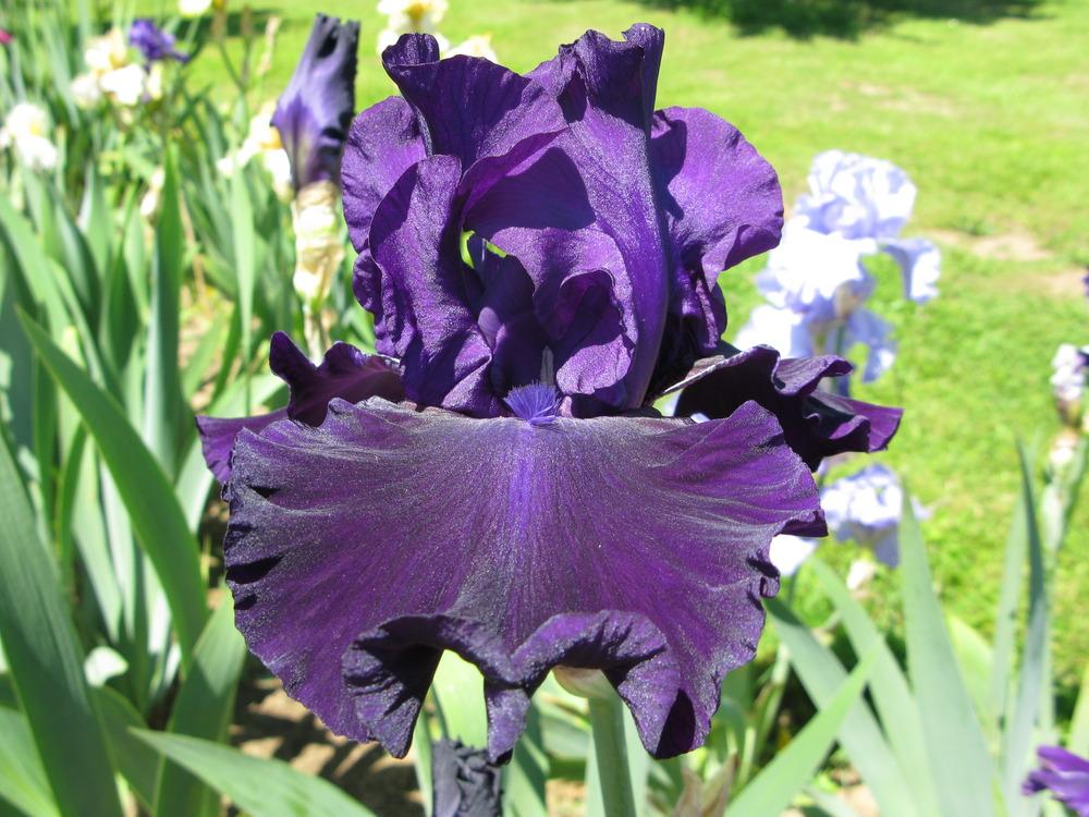 Photo of Tall Bearded Iris (Iris 'Slovak Sapphire') uploaded by Caseypaul