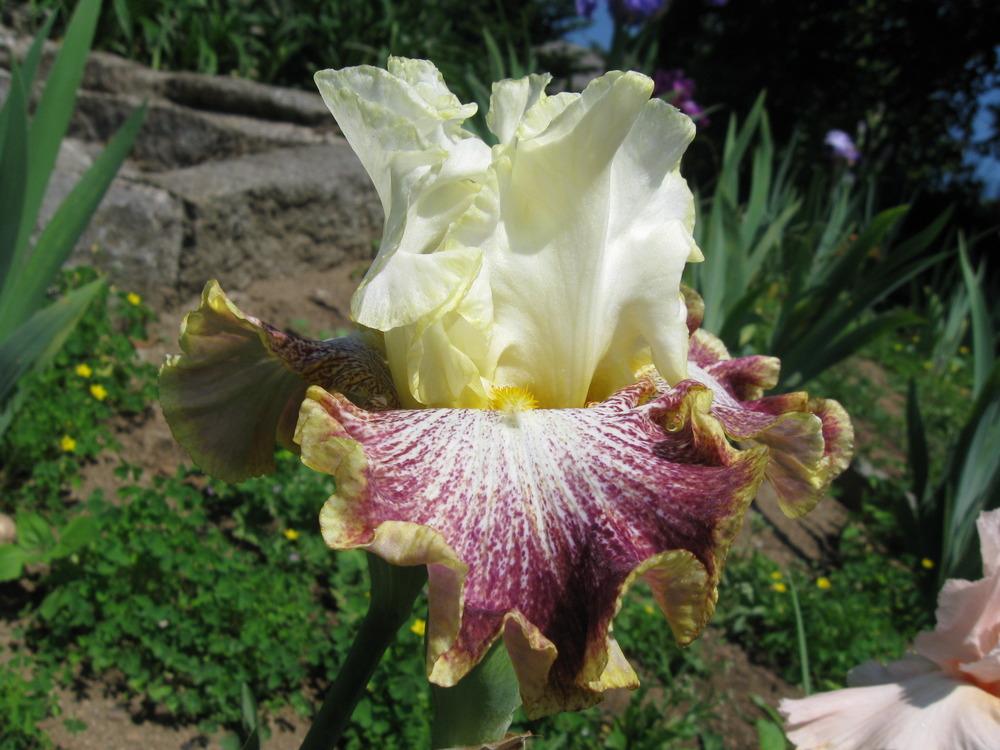 Photo of Tall Bearded Iris (Iris 'Phoebe's Frolic') uploaded by Caseypaul