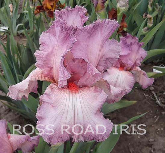 Photo of Tall Bearded Iris (Iris 'Beautiful Vision') uploaded by Weiser