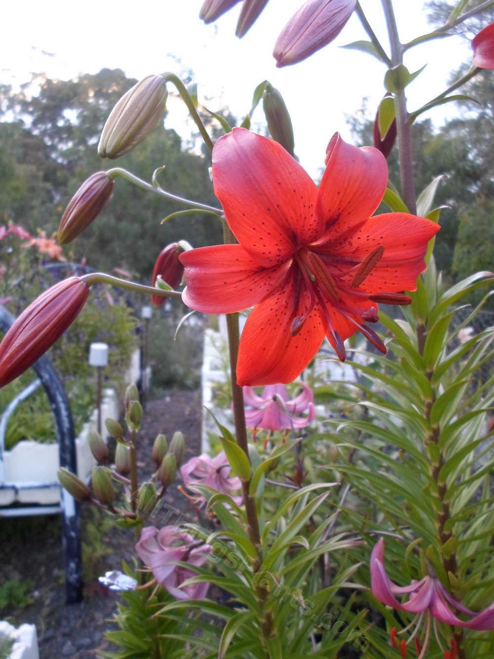 Photo of Lily (Lilium 'Terracotta Warrior') uploaded by dellac