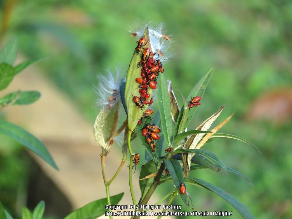 Photo of Milkweeds (Asclepias) uploaded by plantladylin