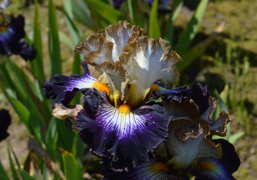 Photo of Tall Bearded Iris (Iris 'Mixed Signals') uploaded by KentPfeiffer