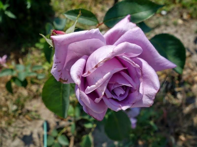 Photo of Rose (Rosa 'Mamy Blue') uploaded by Orsola