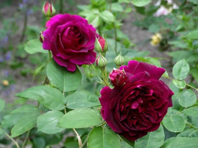 Photo of English Shrub Rose (Rosa 'Munstead Wood') uploaded by Orsola