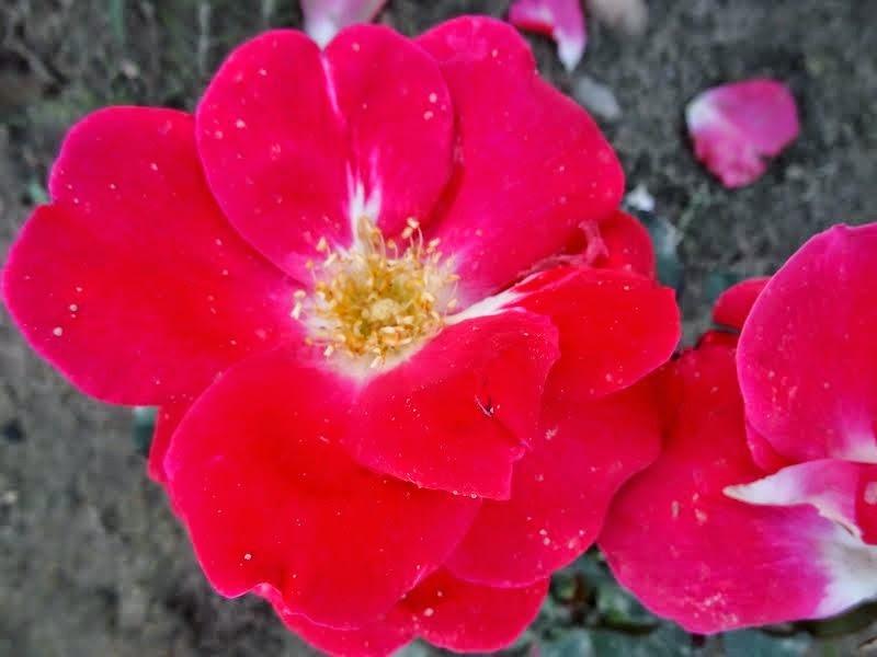 Photo of Rose (Rosa 'Winnipeg Parks') uploaded by Orsola