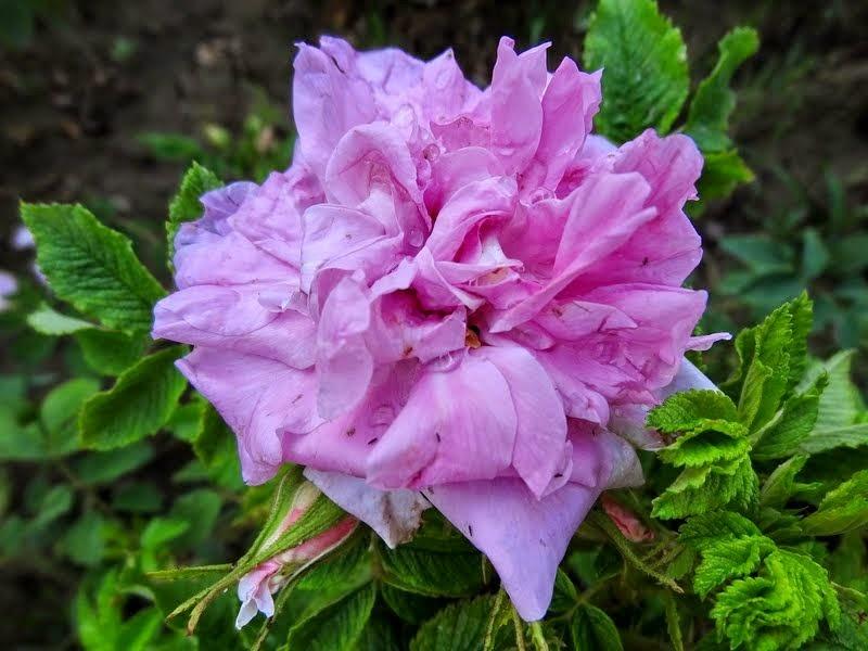 Photo of Rose (Rosa 'Mrs. Doreen Pike') uploaded by Orsola