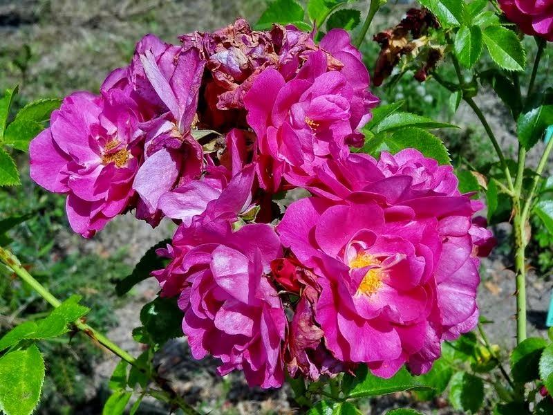 Photo of Rose (Rosa 'John Cabot') uploaded by Orsola