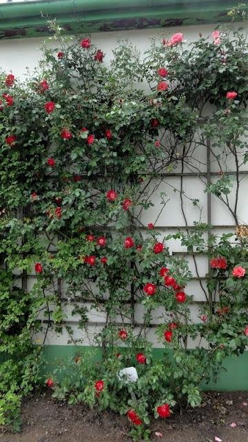 Photo of Shrub Rose (Rosa 'Dortmund') uploaded by Orsola