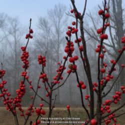 Location: Medina, TN
Date: 2015-12-22
Ilex verticillata 'Winter Red' on a foggy morning in December.