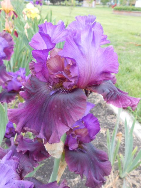 Photo of Tall Bearded Iris (Iris 'Dakota Smoke') uploaded by crowrita1