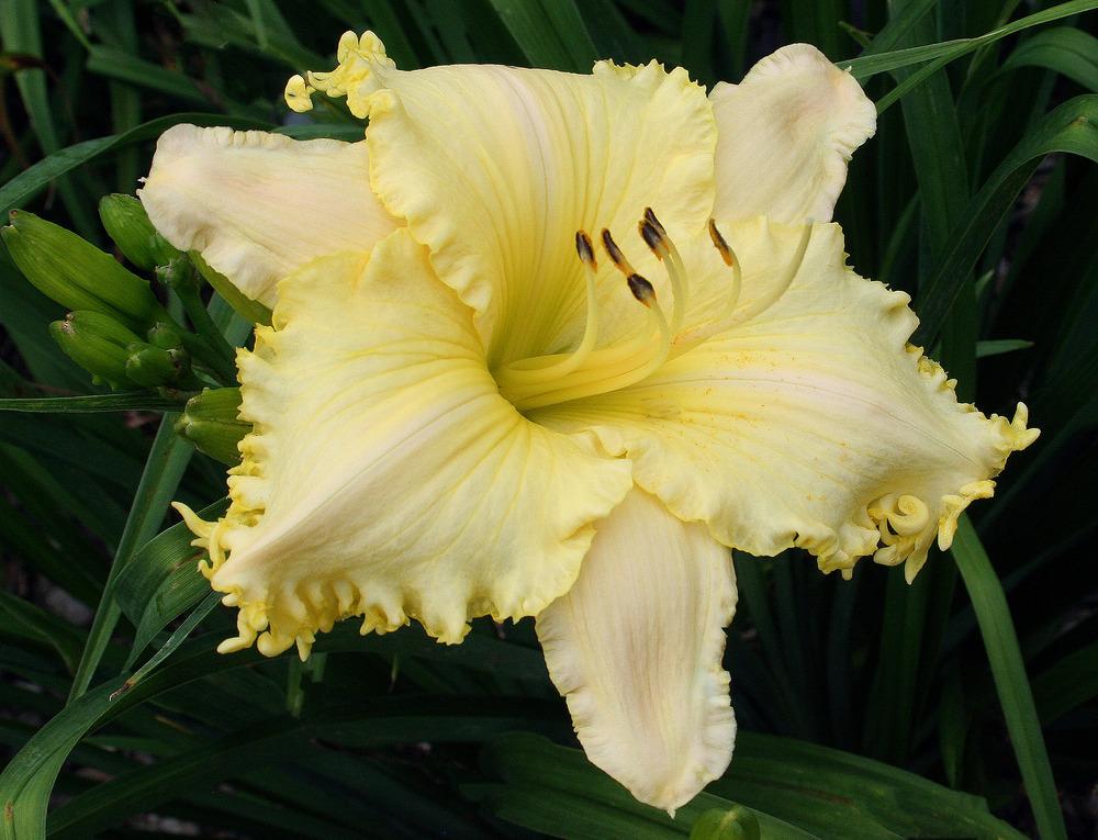 Photo of Daylily (Hemerocallis 'See Me-Feel Me-Touch Me') uploaded by floota