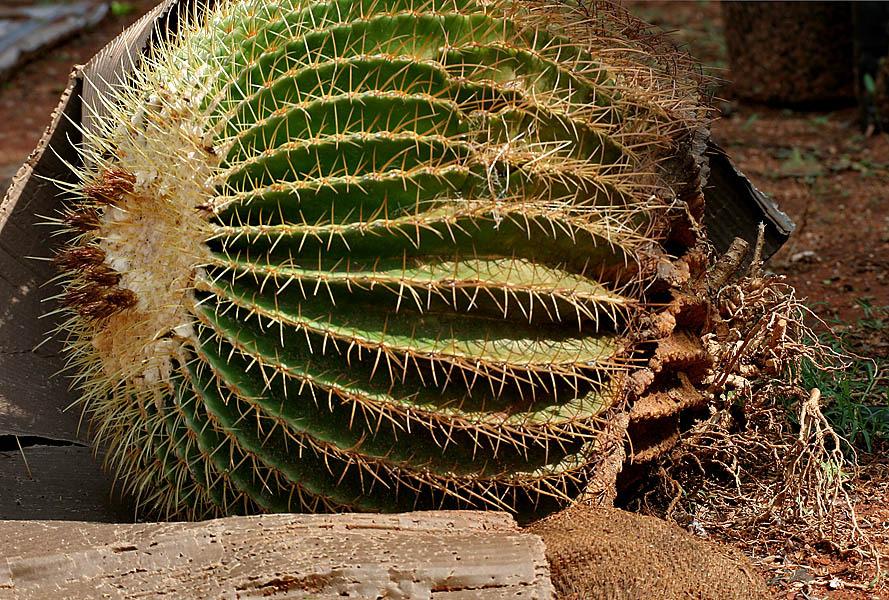 Photo of Golden Barrel Cactus (Kroenleinia grusonii) uploaded by greene