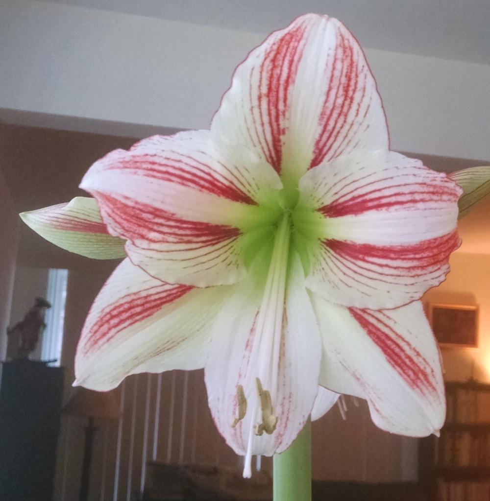 Photo of Amaryllis (Hippeastrum 'Moon Scene') uploaded by Catmint20906