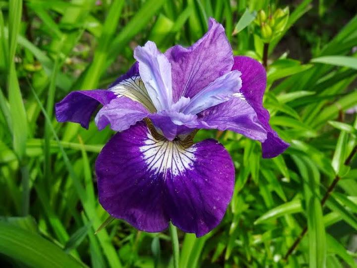 Photo of Siberian Iris (Iris 'Lady Vanessa') uploaded by Orsola