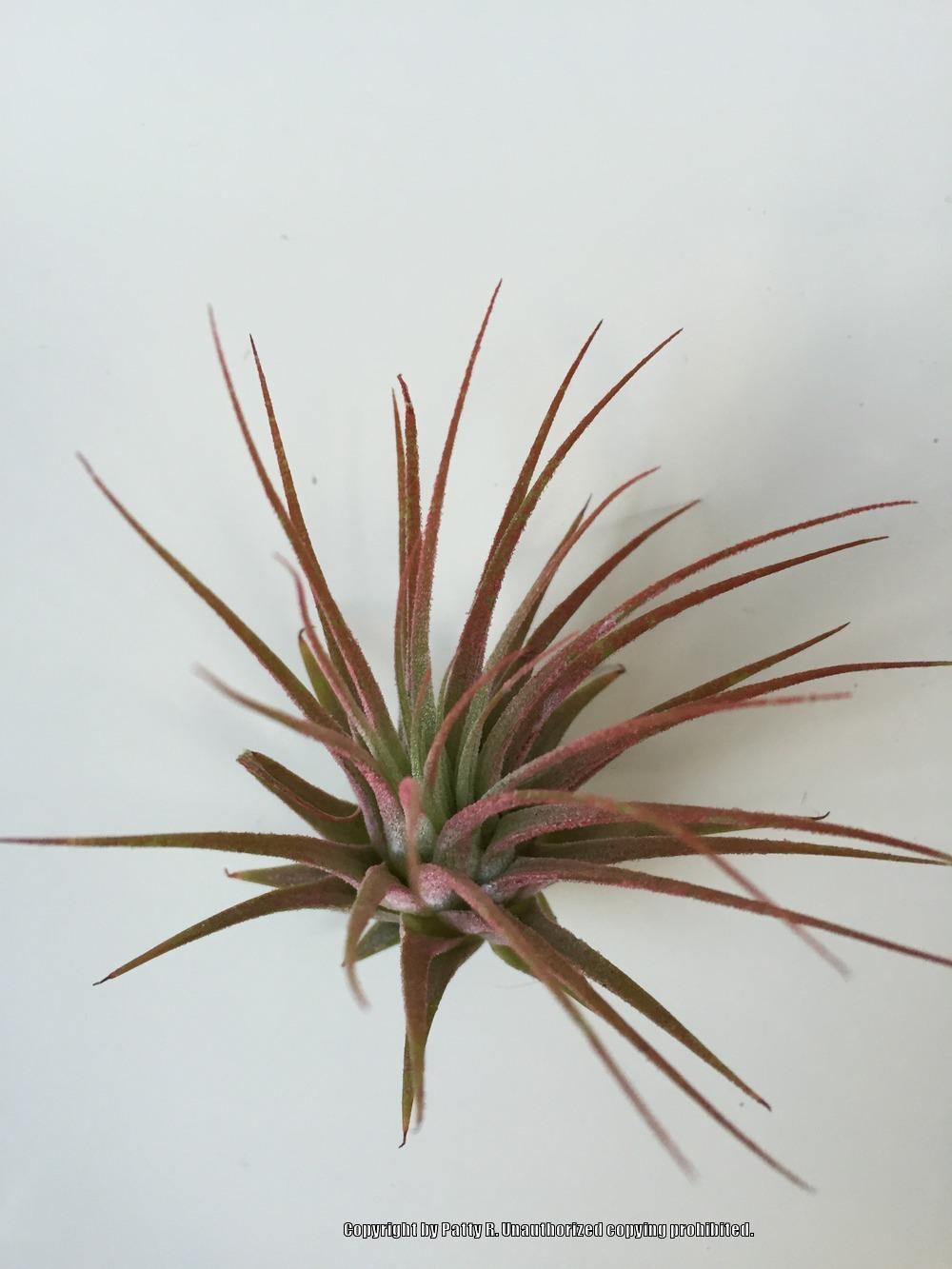 Photo of Air Plant (Tillandsia ionantha 'Rubra') uploaded by Patty