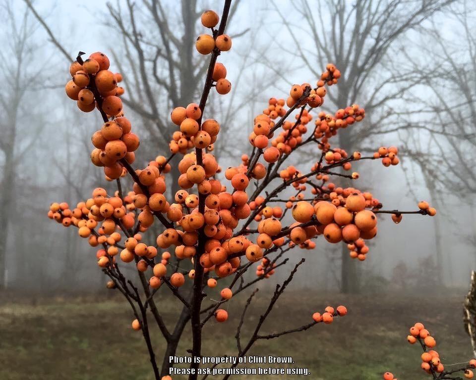 Photo of Winterberry Holly (Ilex verticillata 'Winter Gold') uploaded by clintbrown