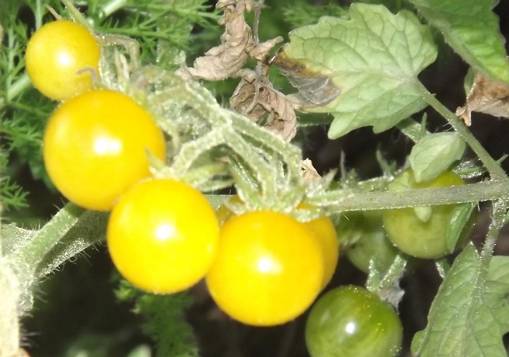 Photo of Tomato (Solanum lycopersicum 'Coyote') uploaded by EricaBraun