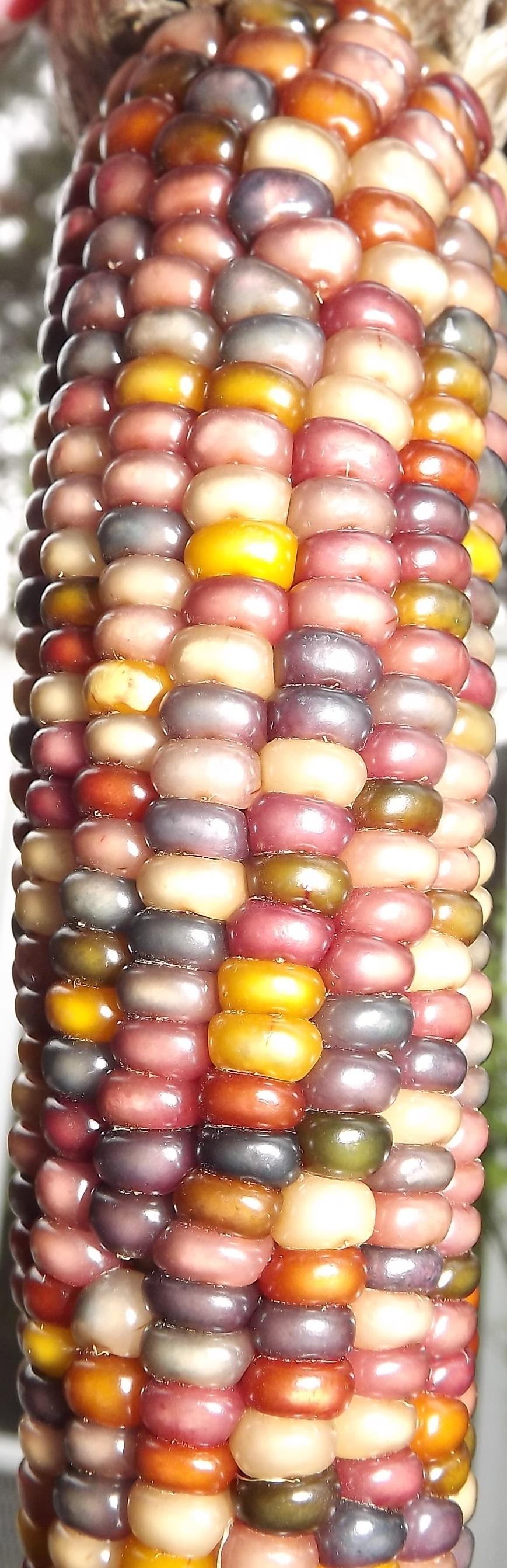 Photo of Popcorn (Zea mays subsp. mays 'Glass Gem') uploaded by EricaBraun
