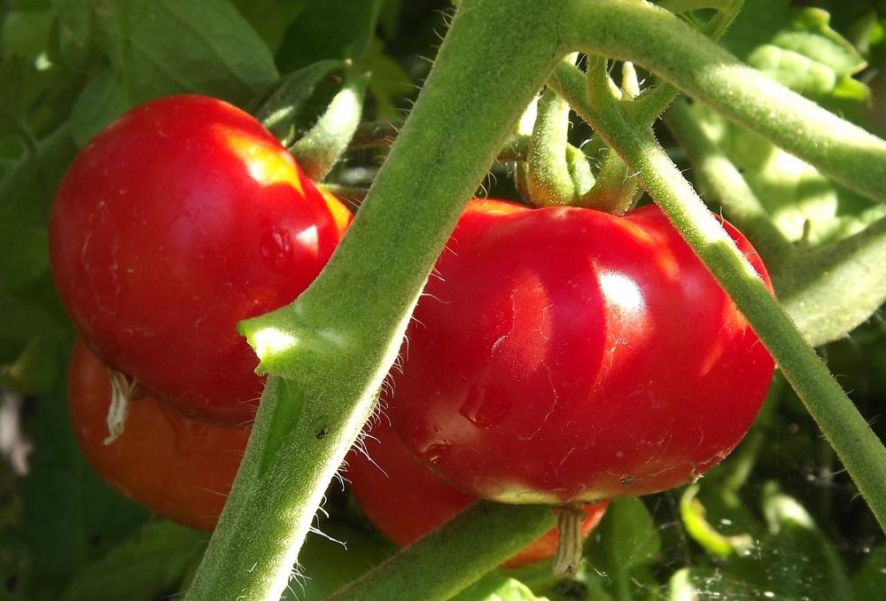 Photo of Tomato (Solanum lycopersicum 'Homestead') uploaded by EricaBraun