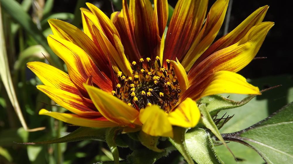 Photo of Sunflower (Helianthus annuus 'Evening Sun') uploaded by EricaBraun