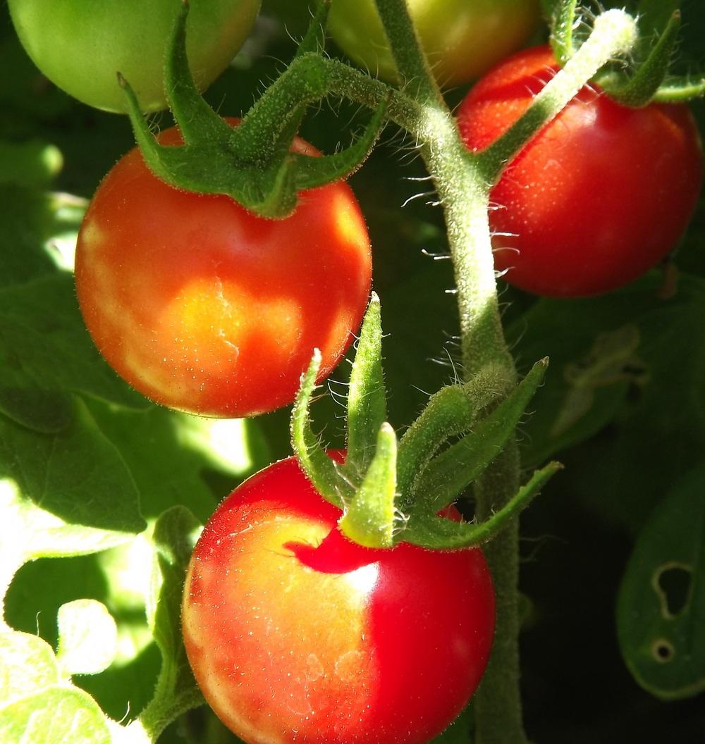 Photo of Tomato (Solanum lycopersicum 'Tommy Toe') uploaded by EricaBraun