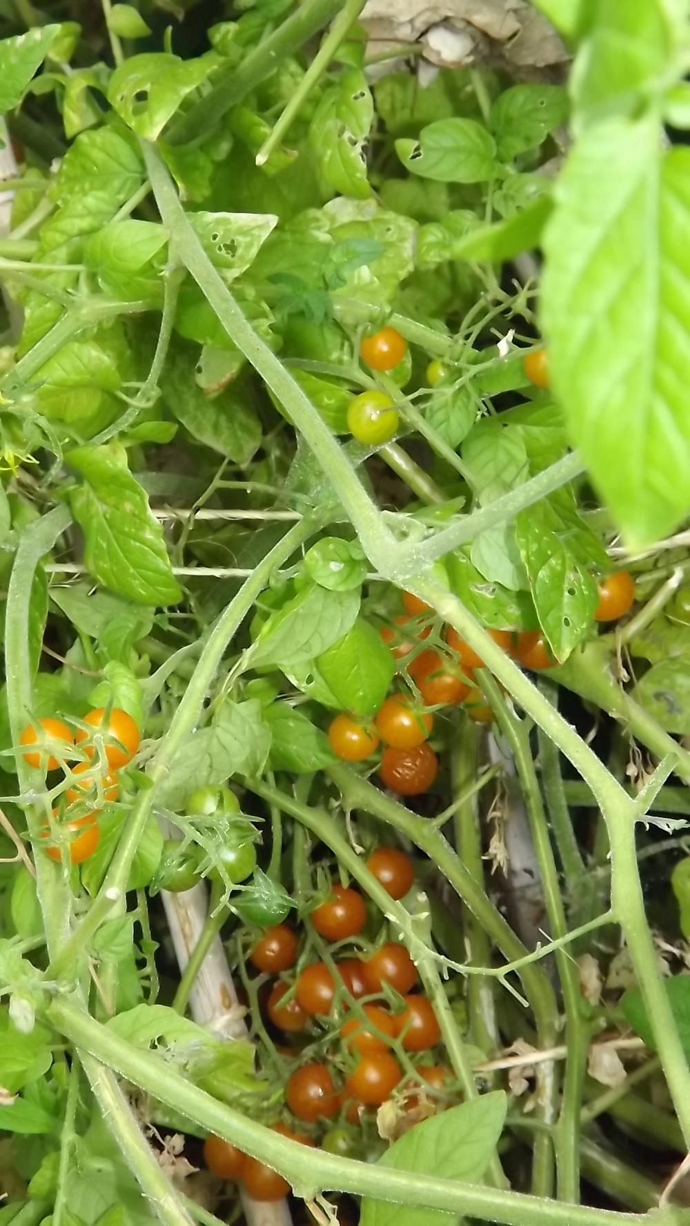 Photo of Tomato (Solanum pimpinellifolium 'Gold Rush') uploaded by EricaBraun