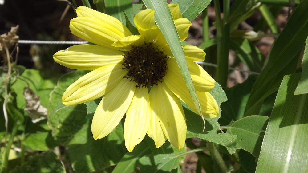 Photo of Sunflower (Helianthus annuus 'Vanilla Ice') uploaded by EricaBraun