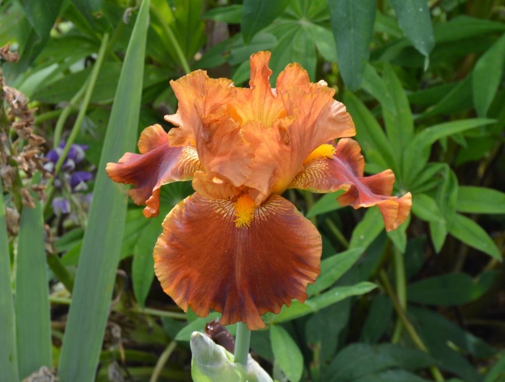 Photo of Tall Bearded Iris (Iris 'Rustler') uploaded by KentPfeiffer
