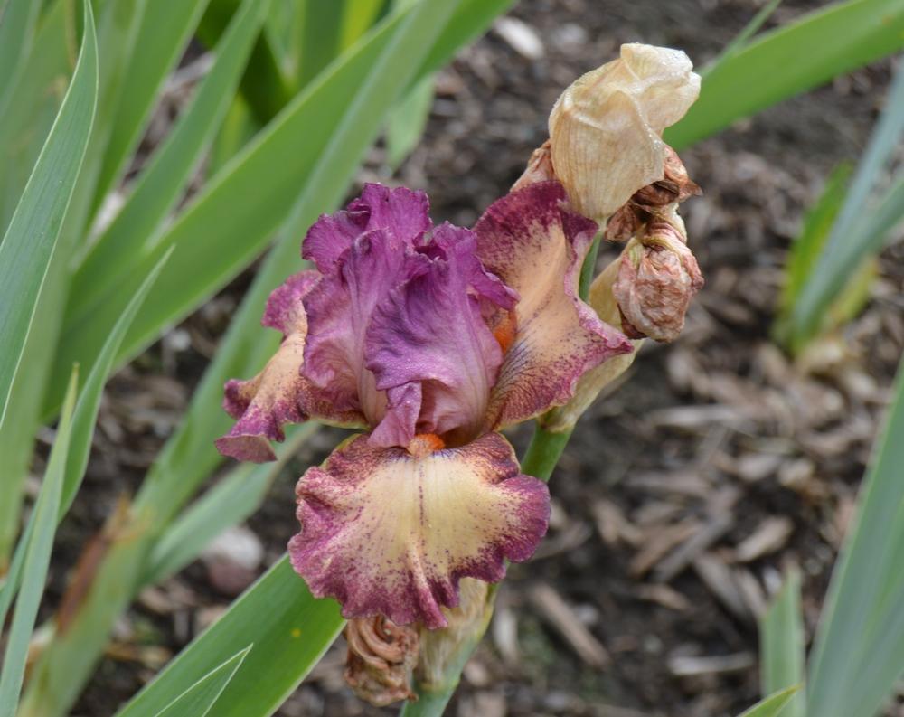 Photo of Tall Bearded Iris (Iris 'Rock Star') uploaded by KentPfeiffer