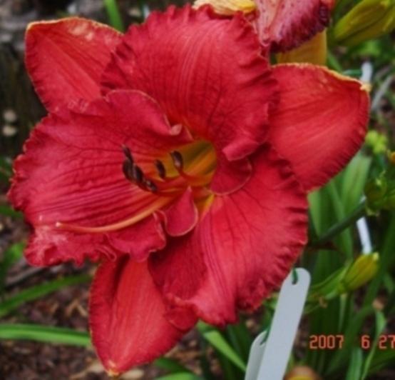 Photo of Daylily (Hemerocallis 'Eager to Please') uploaded by Sscape