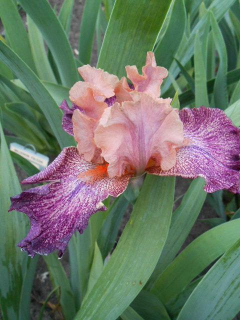 Photo of Tall Bearded Iris (Iris 'Sprinkles and Splatters') uploaded by crowrita1
