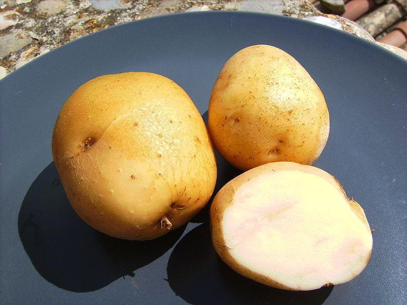 Photo of Potato (Solanum tuberosum 'Kennebec') uploaded by robertduval14