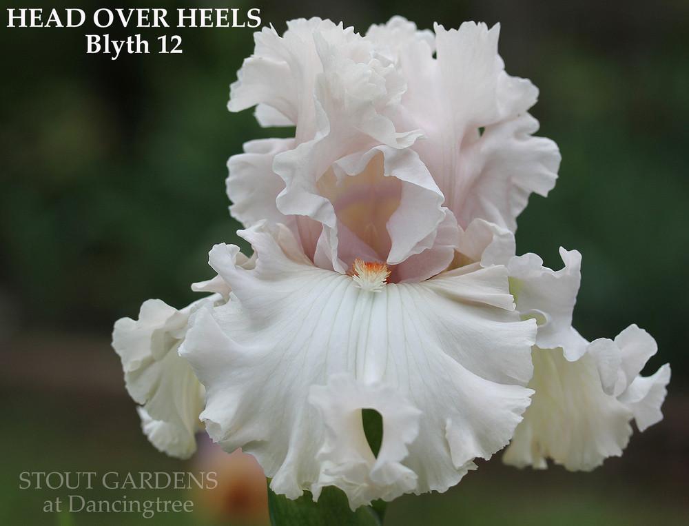 Photo of Tall Bearded Iris (Iris 'Head Over Heels') uploaded by Calif_Sue