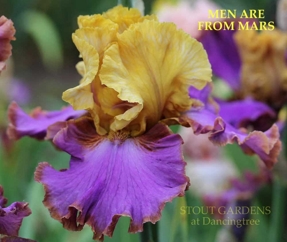 Photo of Tall Bearded Iris (Iris 'Men Are From Mars') uploaded by Calif_Sue