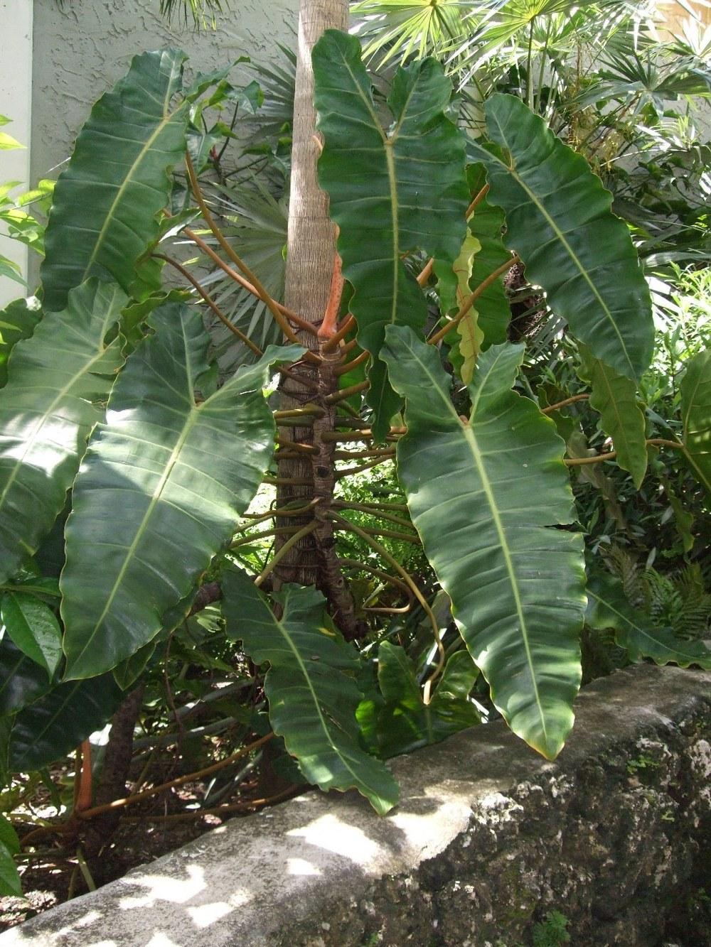 Photo of Philodendron billietiae uploaded by Aroidlover