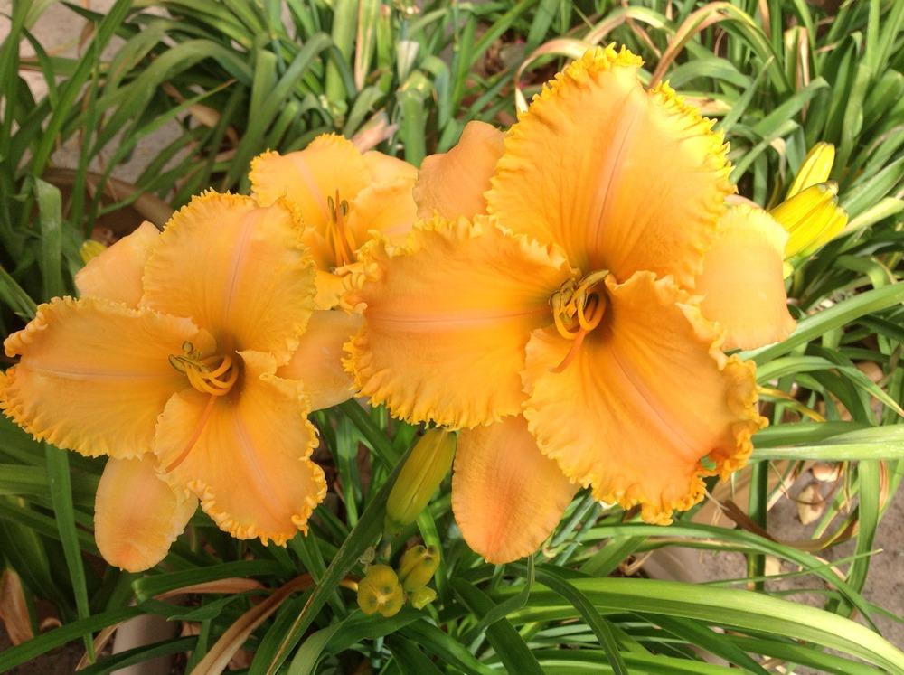 Photo of Daylily (Hemerocallis 'Crown of Creation') uploaded by Edie34