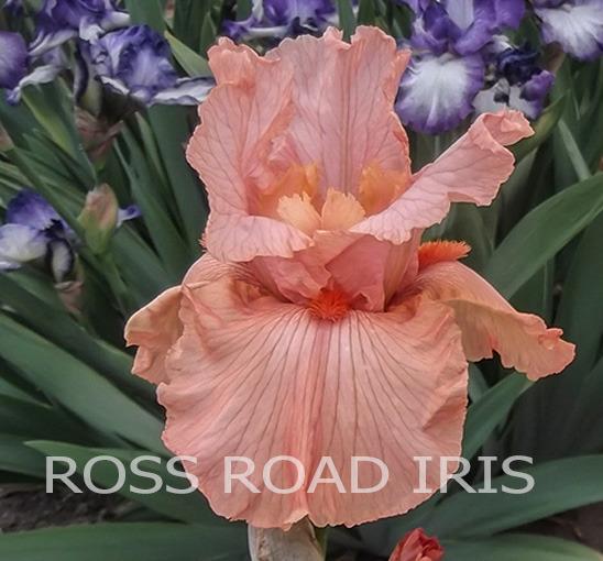 Photo of Tall Bearded Iris (Iris 'Orange Slices') uploaded by Weiser
