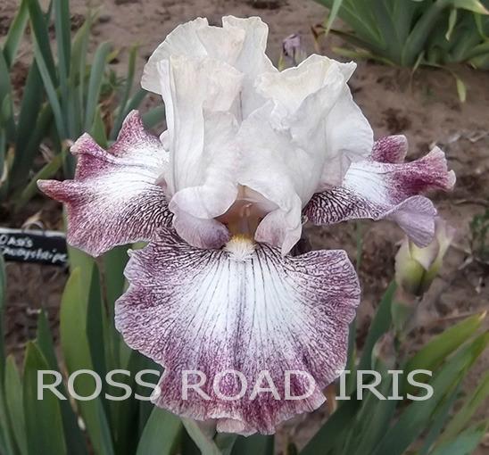 Photo of Tall Bearded Iris (Iris 'Oasis Desiree') uploaded by Weiser